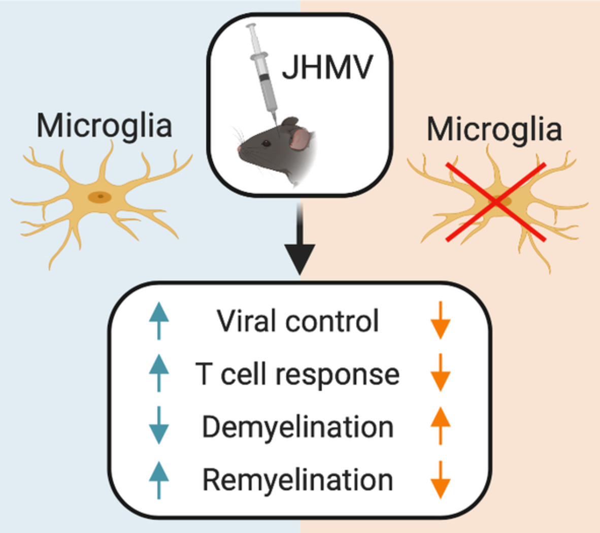 Img via Glia